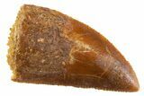 Serrated Raptor Tooth - Real Dinosaur Tooth #347015-1